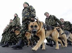 Image result for Military War Dogs