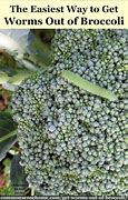 Image result for Broccoli Worms