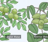 Image result for Identify Walnut Tree