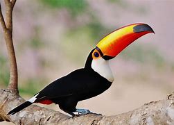 Image result for Toco Toucan