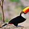 Image result for Toucan Life Cycle