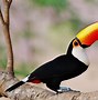 Image result for Toco Toucan Tongue