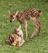 Image result for Female Baby Deer