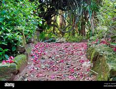 Image result for Tree in Footpath UK Raised