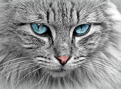 Image result for Grey Rat Blue Eyes