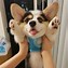 Image result for Corgi with Buzz Cut