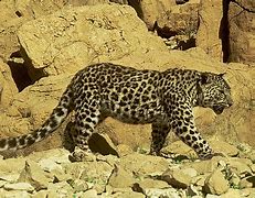 Image result for Arabic Leopard