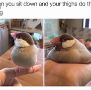 Image result for Bird Watch Meme