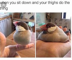 Image result for Bird Siniging Meme