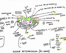 Image result for Flexor Retinaculum Vishram Singh