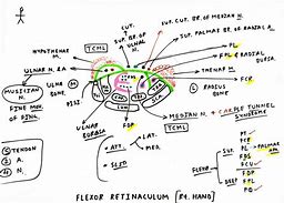 Image result for Flexor Retinaculum Wrist Contents