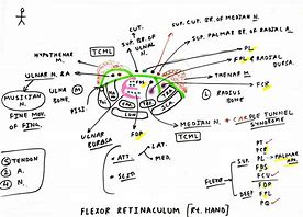 Image result for Flexor Retinaculum of the Hand Function