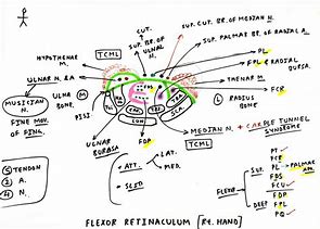 Image result for Flexor Retinaculum of the Ankle Bone