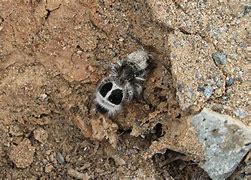 Image result for The Panda Ant