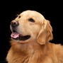 Image result for Canis Familiaris