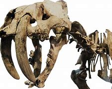 Image result for Flintstones Sabertooth Tiger