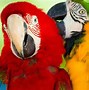 Image result for Parrot Love Birds