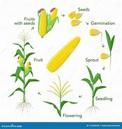 Image result for Planting Corn Seeds