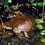 Image result for Turtle Sleeping