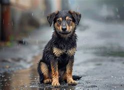 Image result for Sad Dog Rain