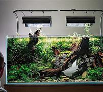 Image result for Shallow Fish Tank