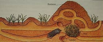 Image result for Tunnel the Mole Sonic