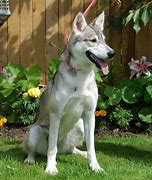 Image result for Tamaskan Husky Dog