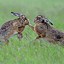 Image result for Sweden Hare