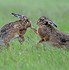 Image result for Hare Portrait Face