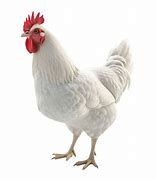 Image result for Chicken Joy Design PNG