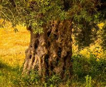 Image result for White Olive Tree