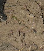 Image result for Segmented Worms