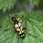 Image result for Big Longhorn Beetle