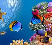 Image result for Wallpapers for Desktop Ocean Fish