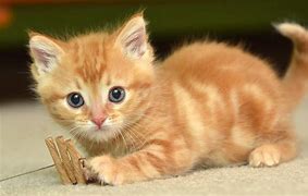 Image result for Cute Cat Therapist