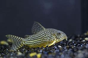 Image result for Zebra Cory Catfish