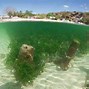 Image result for Seaweed Farming