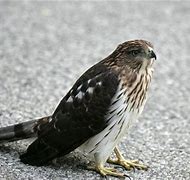 Image result for Ring-tailed Hawk