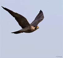 Image result for Kestrel and Peregrine Falcon