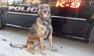 Image result for K9 Police Car