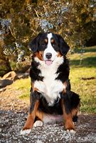 Image result for Large Bernedoodle