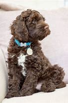 Image result for Chocolate Labradoodle