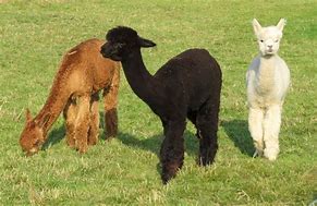 Image result for Farm Animals Lama