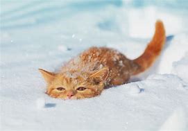 Image result for Snow On Cat Stunning