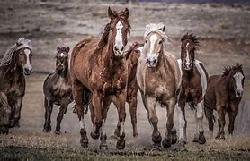 Image result for Western Horse Photography Riding