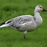 Image result for Snow Goose Decal