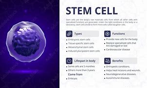 Image result for Stem Cell Function