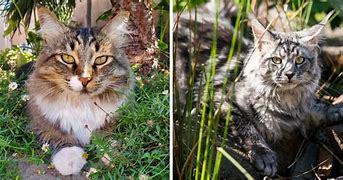 Image result for Bengal Maine Coon Cat