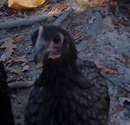 Image result for Blue Australorp Pullets 10 Weeks