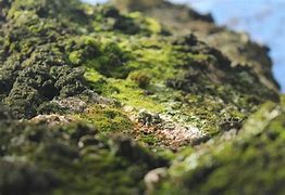 Image result for Moss Close Up